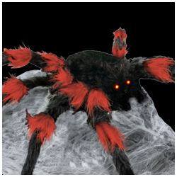 Black and Red Jumping Spider